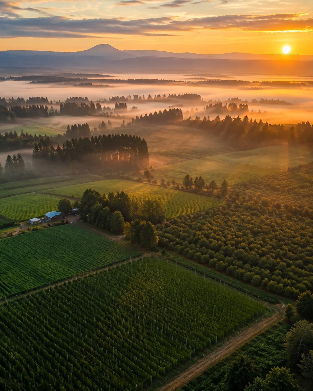 Aerial view of Willamette Valley farmland near Salem, Oregon at golden hour